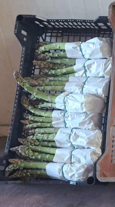 Espárragos trigueros de producción propia