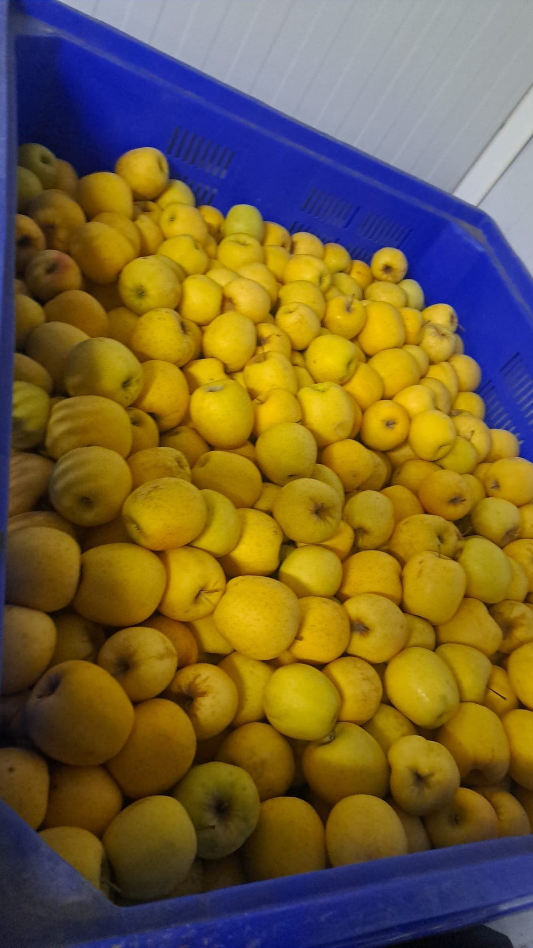 Producto fresco Don Remondo 3